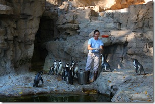 Penguins, St. Louis Zoo